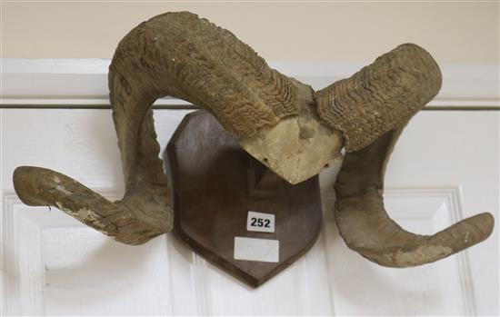 A pair of mounted rams horns